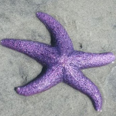 Logo do canal Therealmrstarfish
