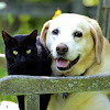 Logo do canal Pet &amp; CIA